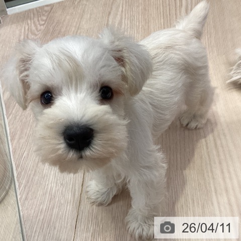 千葉県のミニチュアシュナウザー (ペットプラス 幕張新都心店/2026年2月6日生まれ/男の子/ウィートン)の子犬の3枚目の画像