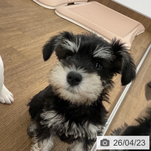 千葉県のミニチュアシュナウザー (ペッツワン 千葉ニュータウン店/2026年2月6日生まれ/女の子/ブラックシルバー)の子犬の4枚目の画像