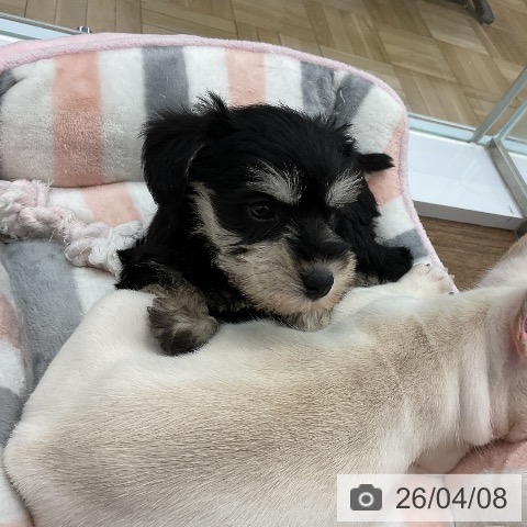 ミニチュア・シュナウザーの写真