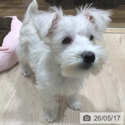 ミニチュア・シュナウザーの写真