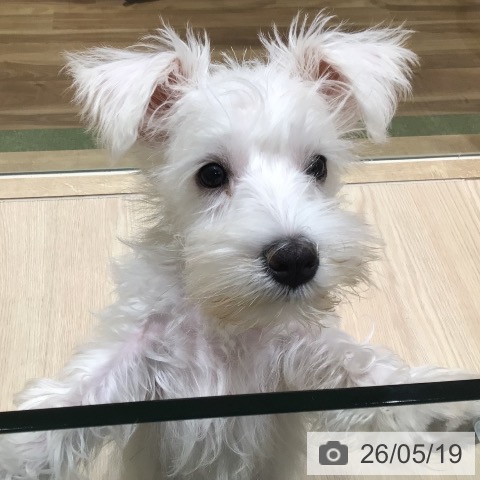 ミニチュア・シュナウザーの写真