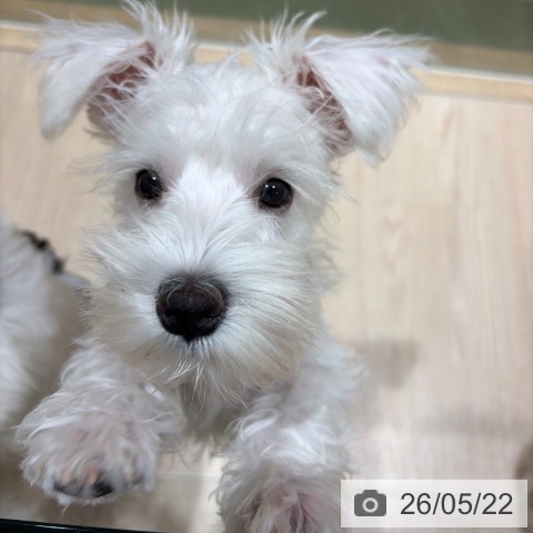 ミニチュア・シュナウザーの写真