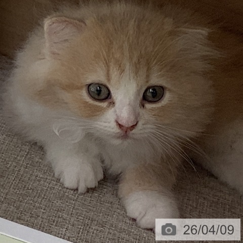 埼玉県のスコティッシュフォールド (ペットプラス 川口店/2026年2月2日生まれ/男の子/クリームホワイト)の子猫の3枚目の画像