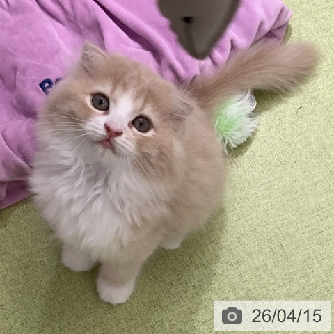 埼玉県のスコティッシュフォールド (ペットプラス 川口店/2026年2月2日生まれ/男の子/クリームホワイト)の子猫の3枚目の画像