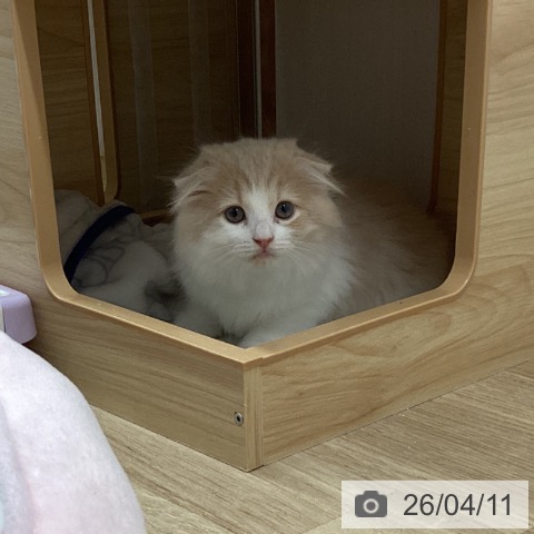 宮城県のスコティッシュフォールド (ペットプラス 名取店/2026年2月2日生まれ/女の子/クリームホワイト)の子猫の3枚目の画像