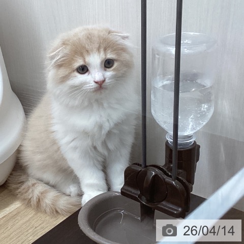 宮城県のスコティッシュフォールド (ペットプラス 名取店/2026年2月2日生まれ/女の子/クリームホワイト)の子猫の3枚目の画像