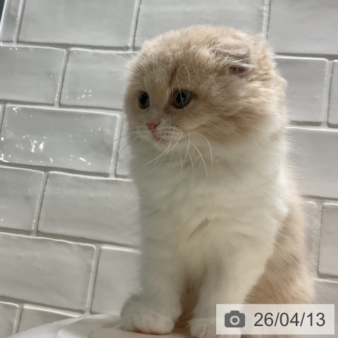 埼玉県のスコティッシュフォールド (ペットプラス コクーンシティ店/2026年2月2日生まれ/女の子/クリームホワイト)の子猫の4枚目の画像