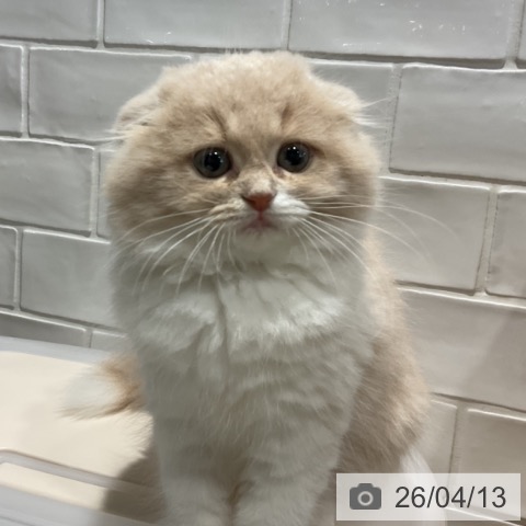 埼玉県のスコティッシュフォールド (ペットプラス コクーンシティ店/2026年2月2日生まれ/女の子/クリームホワイト)の子猫の3枚目の画像