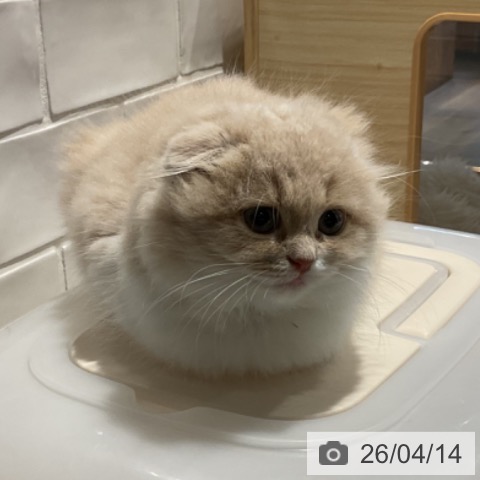 埼玉県のスコティッシュフォールド (ペットプラス コクーンシティ店/2026年2月2日生まれ/女の子/クリームホワイト)の子猫の4枚目の画像