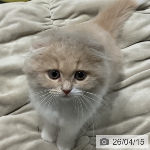 埼玉県のスコティッシュフォールド (ペットプラス コクーンシティ店/2026年2月2日生まれ/女の子/クリームホワイト)の子猫の3枚目の画像