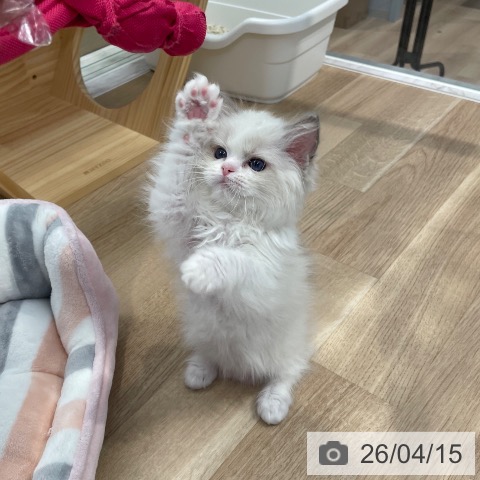 東京都のラグドール (ペットプラス 大井町トラックス店/2026年1月25日生まれ/男の子/ブルーポイントバイカラー)の子猫の4枚目の画像