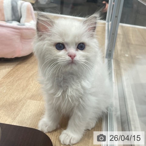 東京都のラグドール (ペットプラス 大井町トラックス店/2026年1月25日生まれ/男の子/ブルーポイントバイカラー)の子猫の3枚目の画像