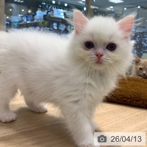 東京都のラグドール (ペットプラス アクアシティお台場店/2026年1月25日生まれ/男の子/クリームポイントバイカラー)の子猫の4枚目の画像