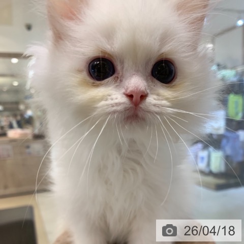 東京都のラグドール (ペットプラス アクアシティお台場店/2026年1月25日生まれ/男の子/クリームポイントバイカラー)の子猫の4枚目の画像