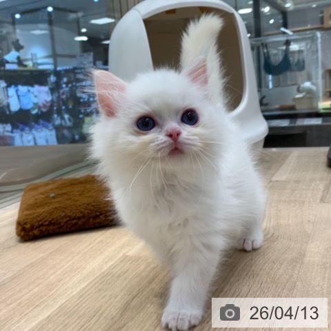 東京都のラグドール (ペットプラス アクアシティお台場店/2026年1月25日生まれ/男の子/クリームポイントバイカラー)の子猫の3枚目の画像