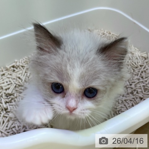 東京都のラグドール (ペットプラス 東久留米店/2026年1月25日生まれ/女の子/シールポイントバイカラー)の子猫の4枚目の画像