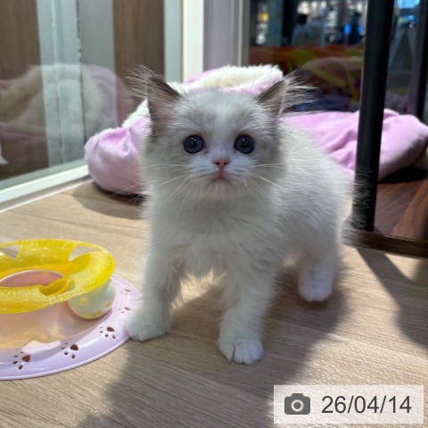 東京都のラグドール (ペットプラス 東久留米店/2026年1月25日生まれ/女の子/シールポイントバイカラー)の子猫の3枚目の画像