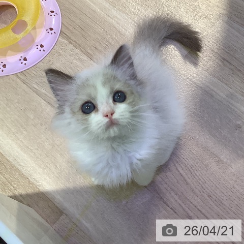 東京都のラグドール (ペットプラス 東久留米店/2026年1月25日生まれ/女の子/シールポイントバイカラー)の子猫の3枚目の画像