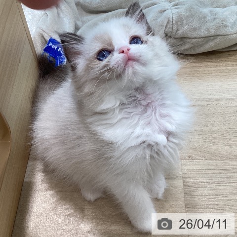 宮城県のラグドール (ペットプラス 仙台泉大沢店/2026年1月25日生まれ/女の子/シールポイントバイカラー)の子猫の4枚目の画像
