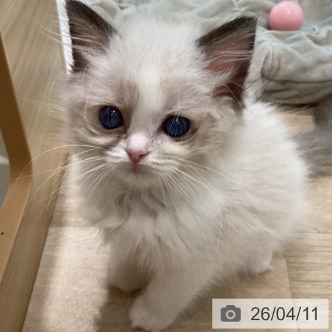 宮城県のラグドール (ペットプラス 仙台泉大沢店/2026年1月25日生まれ/女の子/シールポイントバイカラー)の子猫の3枚目の画像