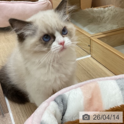 ラグドールの写真