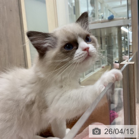 ラグドールの写真