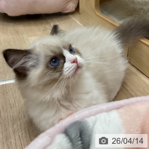 ラグドールの写真