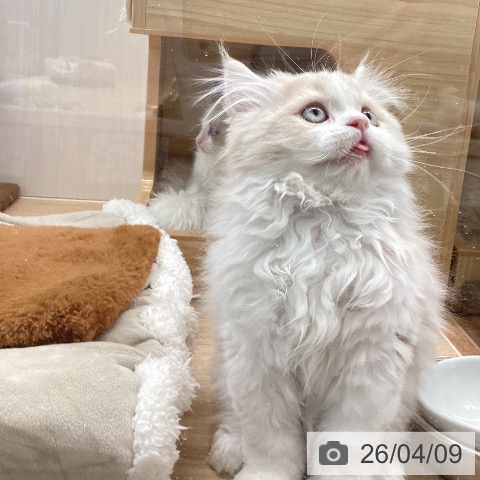 サイベリアンの写真