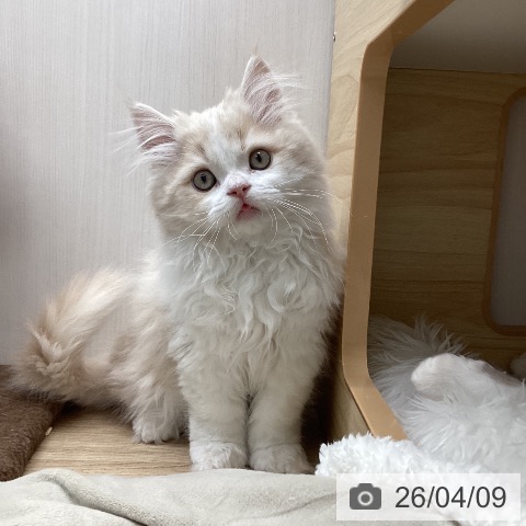 サイベリアンの写真