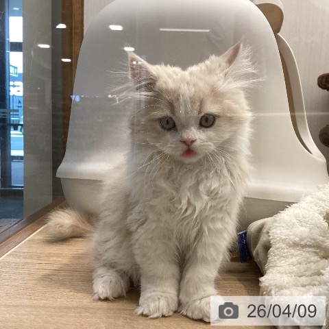 サイベリアンの写真