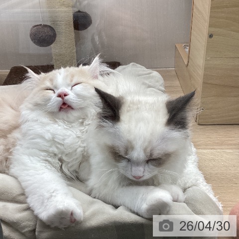 長野県のサイベリアン (ペットプラス 須坂店/2026年2月1日生まれ/男の子/クリームタビーホワイト)の子猫の3枚目の画像