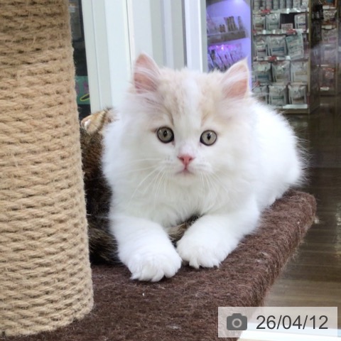 福島県のサイベリアン (ペットプラス 福島店/2026年2月1日生まれ/男の子/クリームタビーホワイト)の子猫の4枚目の画像