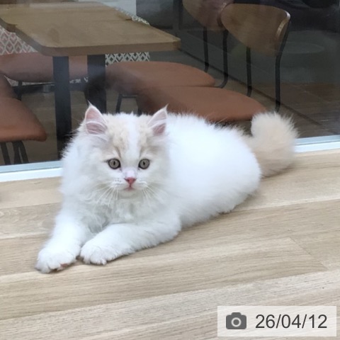 福島県のサイベリアン (ペットプラス 福島店/2026年2月1日生まれ/男の子/クリームタビーホワイト)の子猫の3枚目の画像