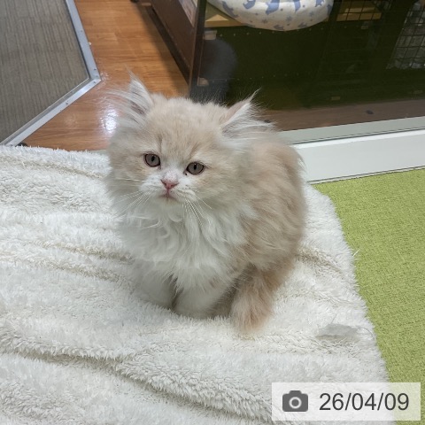 千葉県のサイベリアン (ペットプラス 成田店/2026年2月1日生まれ/女の子/クリームタビーホワイト)の子猫の4枚目の画像