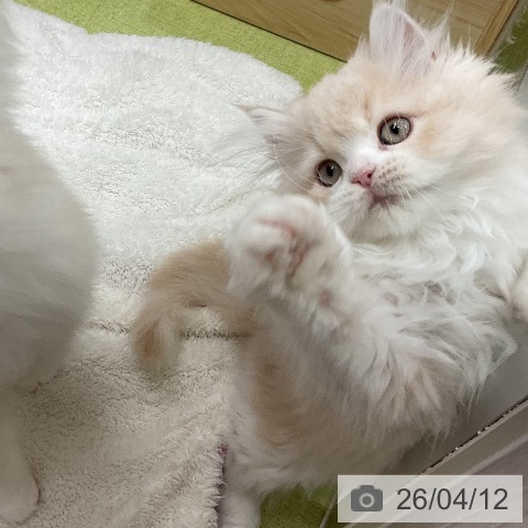 千葉県のサイベリアン (ペットプラス 成田店/2026年2月1日生まれ/女の子/クリームタビーホワイト)の子猫の3枚目の画像