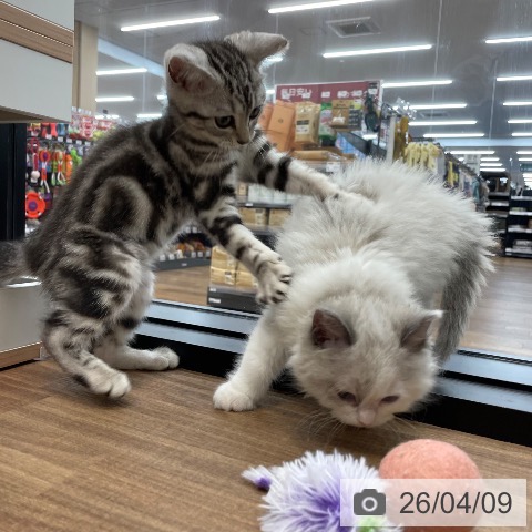 茨城県のラグドール (ペッツワン つくば店/2026年2月6日生まれ/女の子/ブルーポイントバイカラー)の子猫の4枚目の画像