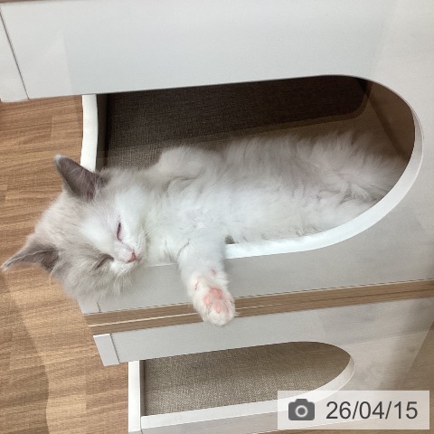 茨城県のラグドール (ペッツワン つくば店/2026年2月6日生まれ/女の子/ブルーポイントバイカラー)の子猫の4枚目の画像