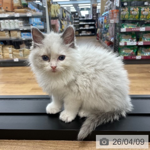 茨城県のラグドール (ペッツワン つくば店/2026年2月6日生まれ/女の子/ブルーポイントバイカラー)の子猫の3枚目の画像