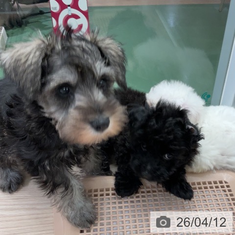 埼玉県のミニチュアシュナウザー (ペットプラス 上尾店/2026年2月4日生まれ/男の子/ソルトペッパー)の子犬の4枚目の画像