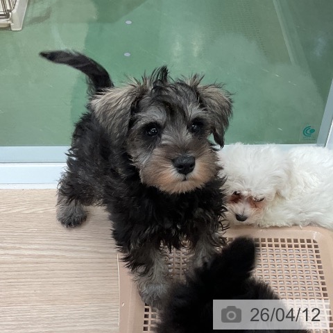 埼玉県のミニチュアシュナウザー (ペットプラス 上尾店/2026年2月4日生まれ/男の子/ソルトペッパー)の子犬の3枚目の画像