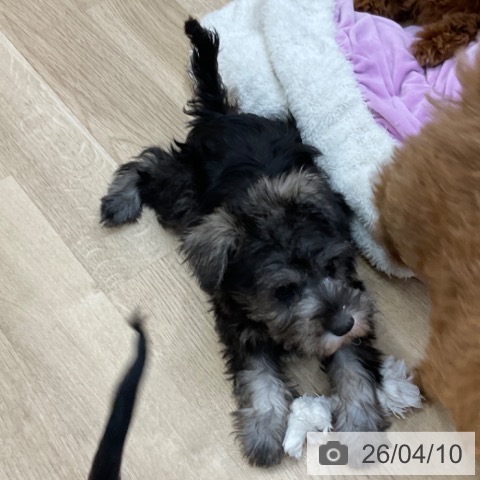 長野県のミニチュアシュナウザー (ペットプラス 上田店/2026年2月4日生まれ/女の子/ソルトペッパー)の子犬の4枚目の画像