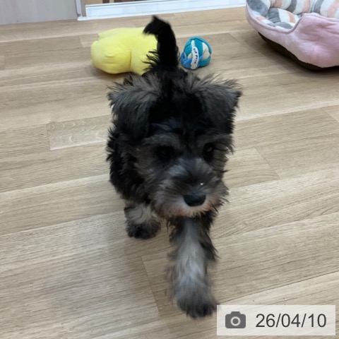 長野県のミニチュアシュナウザー (ペットプラス 上田店/2026年2月4日生まれ/女の子/ソルトペッパー)の子犬の3枚目の画像