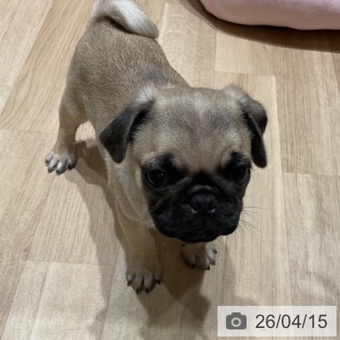 埼玉県のパグ (ペットプラス ららぽーと富士見店/2026年2月5日生まれ/男の子/フォーン)の子犬の4枚目の画像