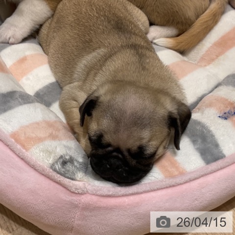 埼玉県のパグ (ペットプラス ららぽーと富士見店/2026年2月5日生まれ/男の子/フォーン)の子犬の3枚目の画像