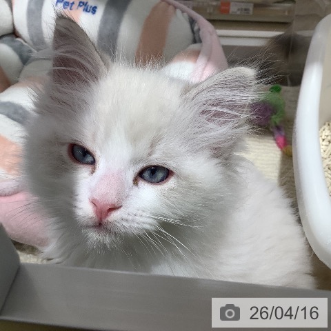 ラグドールの写真