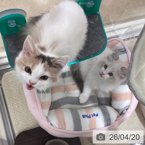 埼玉県のラグドール (ペットプラス 羽生店/2026年2月6日生まれ/男の子/ブルーポイントバイカラー)の子猫の4枚目の画像