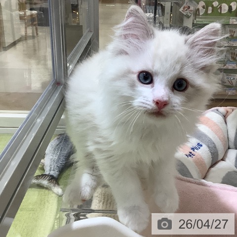 埼玉県のラグドール (ペットプラス 羽生店/2026年2月6日生まれ/男の子/ブルーポイントバイカラー)の子猫の3枚目の画像