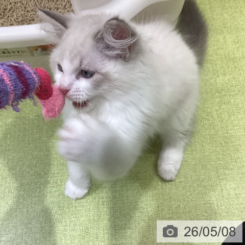 埼玉県のラグドール (ペットプラス 羽生店/2026年2月6日生まれ/男の子/ブルーポイントバイカラー)の子猫の3枚目の画像