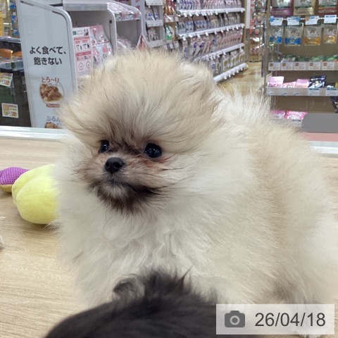 山梨県のポメラニアン (ペットプラス 甲府国母店/2026年2月5日生まれ/女の子/クリームセーブル)の子犬の4枚目の画像