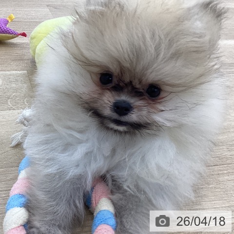 山梨県のポメラニアン (ペットプラス 甲府国母店/2026年2月5日生まれ/女の子/クリームセーブル)の子犬の3枚目の画像